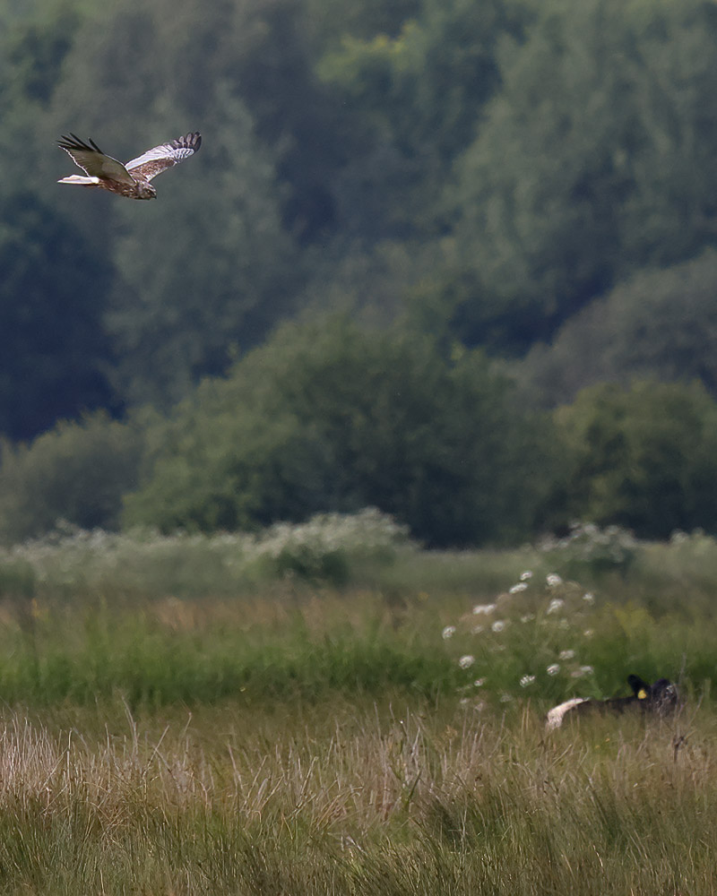 Marsh harrier